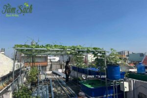 aquaponics trên sân thượng