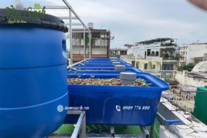 trồng rau nuôi cá aquaponics