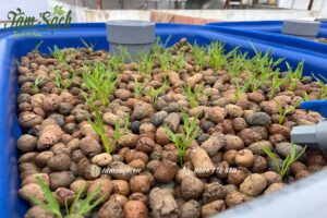 trồng rau kết hợp nuôi cá