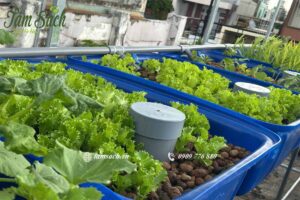 hệ thống trồng rau kết hợp nuôi cá