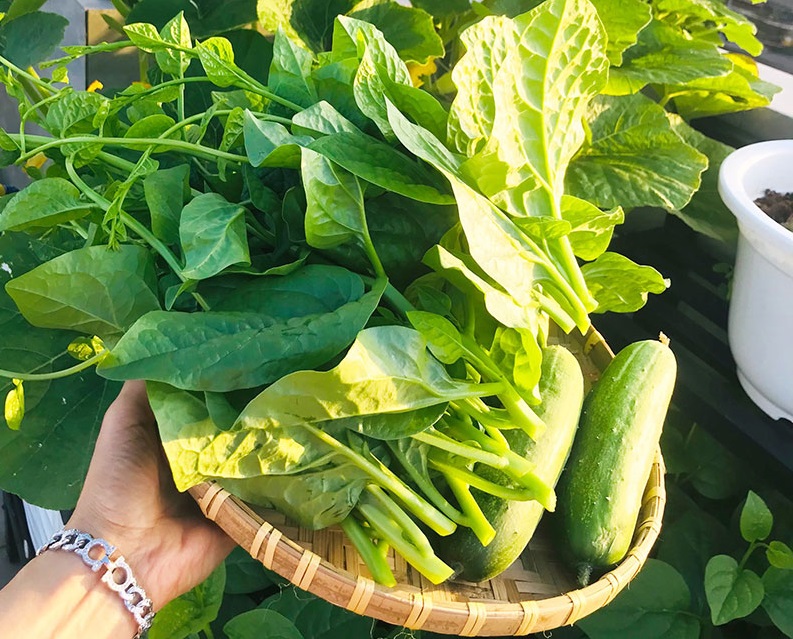 Rau sạch và rau hữu cơ