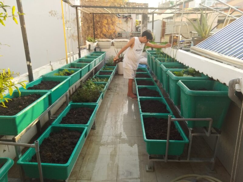 Thiết kế vườn rau sân thượng