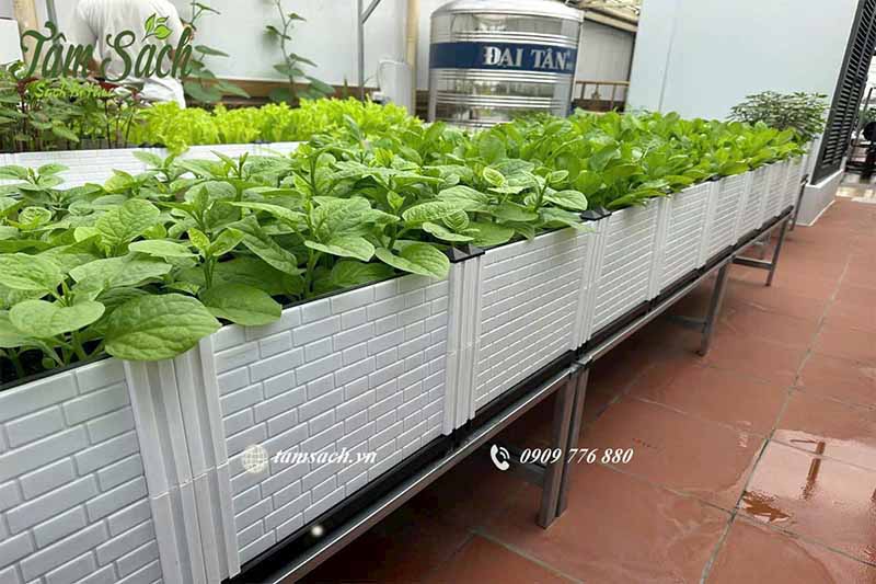 Thiết kế vườn rau sân thượng