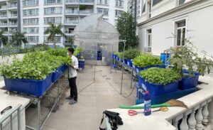Thiết kế vườn rau sân thượng