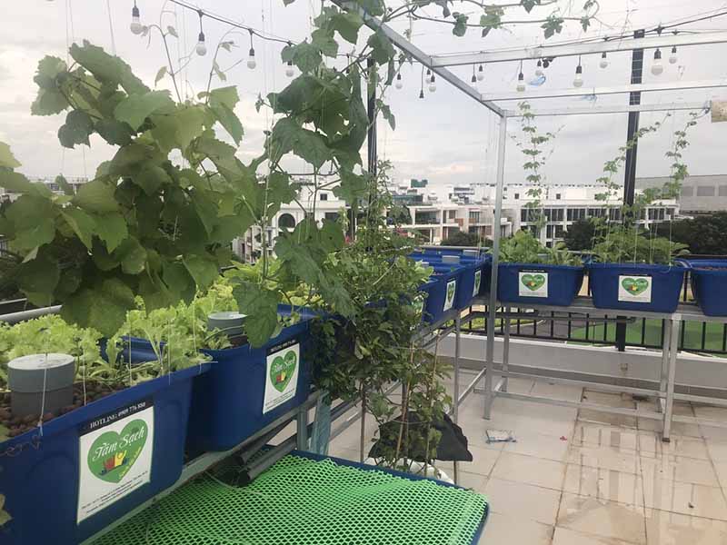 Thiết kế vườn rau sân thượng