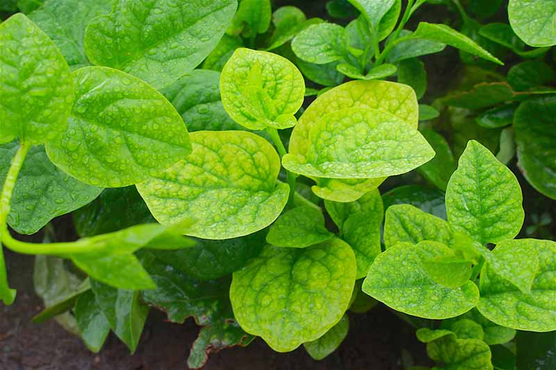 Xử lí rau bị vàng lá