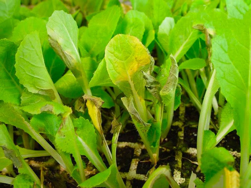 Xử lí rau bị vàng lá