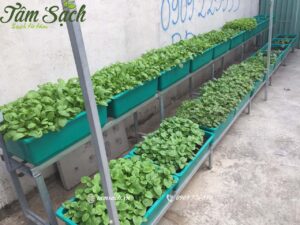 kệ trồng rau sân thượng