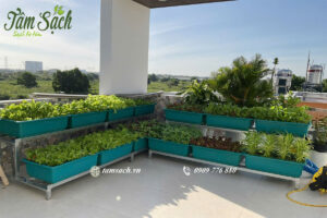 vườn rau xanh trên sân thượng