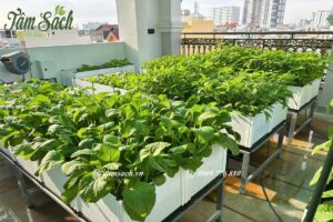 chậu ghép trồng rau sân thượng