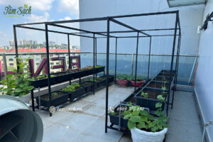 vườn rau sân thượng