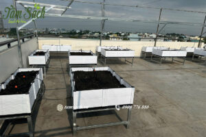 vườn rau chậu ghép