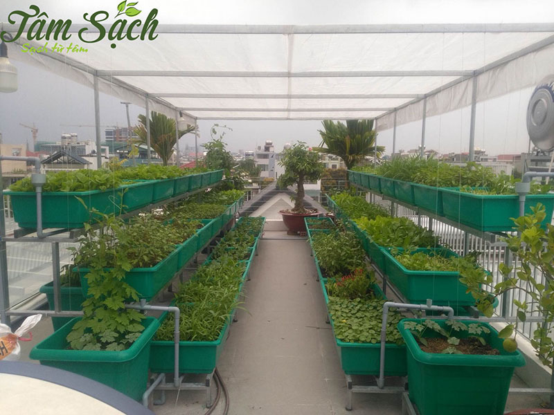 Sân thượng xanh tiết kiệm điện 