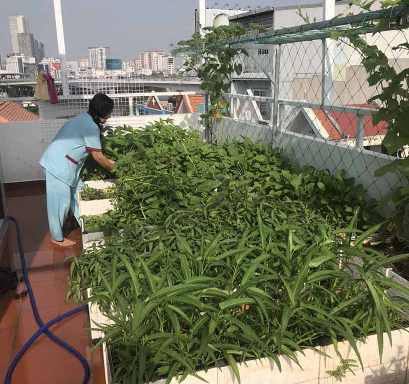 Sân thượng xanh tiết kiệm điện 