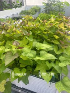 rau lang trong chậu ghép