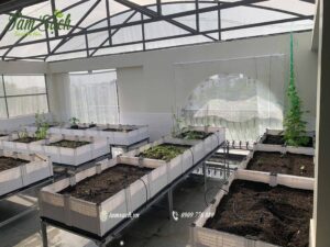 Toàn cảnh vườn rau sau khi hoàn thiện