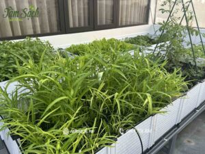 Rau ăn lá phát triển xanh tốt trong chậu ghép