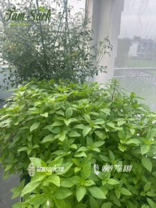 rau hữu cơ trong chậu ghép