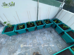 chậu vuông trồng dây leo